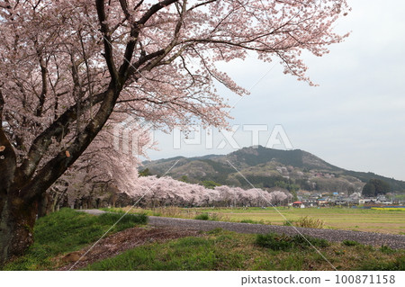 春天的金爵田文殊院公園 埼玉縣日高市 100871158