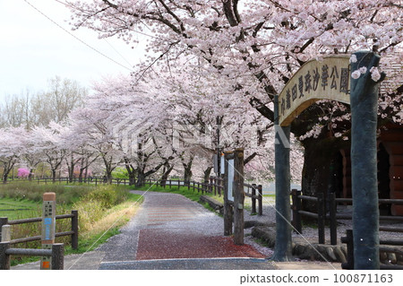 Kinchakuda Manjushage Park in Spring: Hidaka City, Saitama Prefecture 100871163