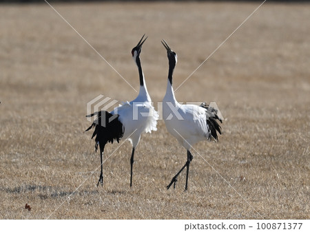 Red-crowned cranes singing together 100871377
