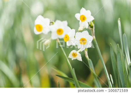 玉須神社花鄉盛開的水仙（大阪府八尾市神立） 100871589