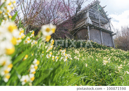 Tamaso Shrine Hanakago 盛開的水仙花和李子(大阪府八尾市神立) Tamaso Shrine Hanakago 盛開的水仙花和李子(大阪府八尾市神立) 100871598