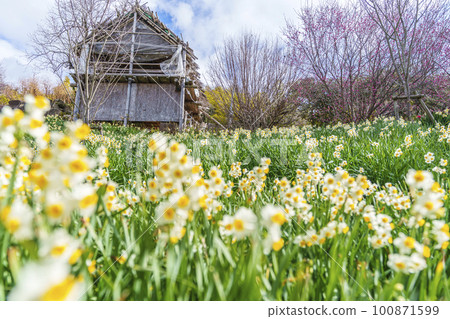 Tamaso Shrine Hanakago 盛開的水仙花和李子(大阪府八尾市神立) Tamaso Shrine Hanakago 盛開的水仙花和李子(大阪府八尾市神立) 100871599