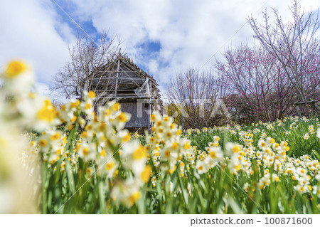 Tamaso Shrine Hanakago Blooming daffodils and plums (Kandatsu, Yao City, Osaka Prefecture) 100871600
