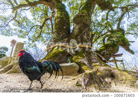 Tamaso Shrine Okusu Naganaki (Kandatsu, Yao City, Osaka Prefecture) 100871603