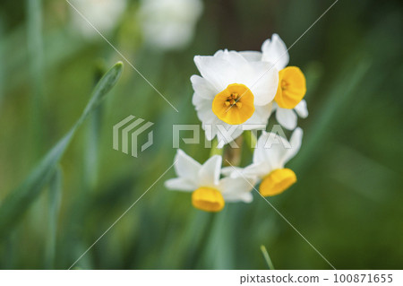 Tamaso Shrine Hanakago Narcissus(大阪府八尾市神立) Tamaso Shrine Hanakago Narcissus(大阪府八尾市神立) 100871655