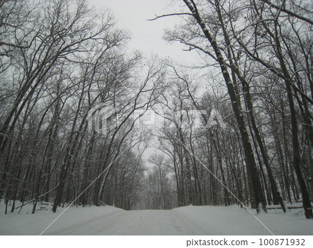 Snowy pine forest 100871932