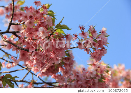 早春盛開的河津櫻/櫻花 100872055