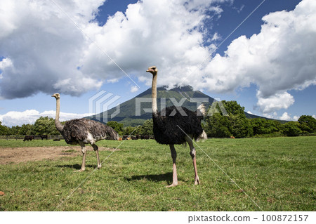 羊蹄山和鴕鳥牧場 100872157
