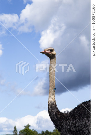 羊蹄山和鴕鳥牧場 100872160