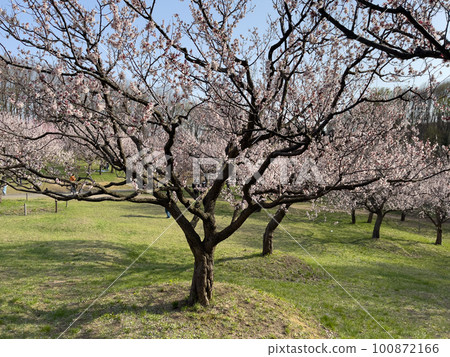 Plum tree Plum tree 100872166