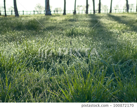 被晨露打濕的草地 被晨露打濕的草地 100872170