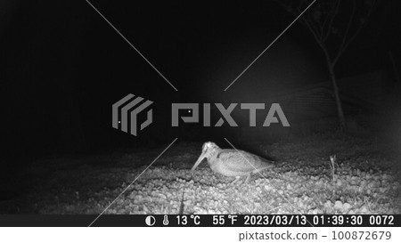 Woodcock Midnight Long Meal Woodcock Midnight Long Meal 100872679