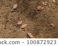 dead leaves that fell on the ground 100872923