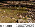 Tree roots, dead leaves and moss 100872925