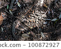 Acorn that fell to the ground 100872927