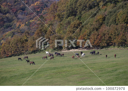 Thoroughbred running on a vast ranch 100872978