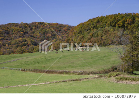 Thoroughbred running on a vast ranch 100872979