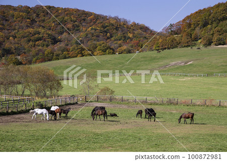 Thoroughbred running on a vast ranch 100872981
