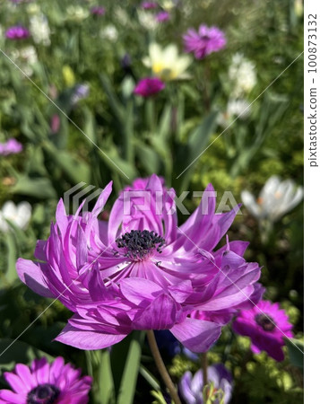 Red-purple anemone, anemone blooming in the park, pink anemone flower 100873132