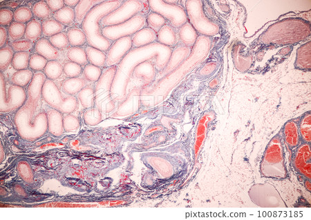 Anatomy and Histological Epididymis and Testis human cells under microscope. 100873185
