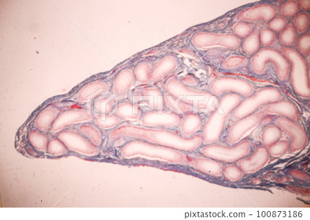Anatomy and Histological Epididymis and Testis human cells under microscope. Anatomy and Histological Epididymis and Testis human cells under microscope. 100873186