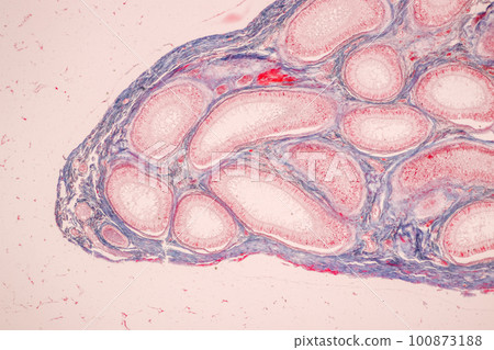 Anatomy and Histological Epididymis and Testis human cells under microscope. 100873188
