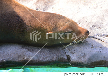 California sea lion taking a nap (Ueno Zoo/Ueno Park, Taito-ku, Tokyo) 100873748