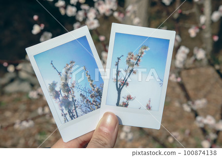 film photography plum 100874138