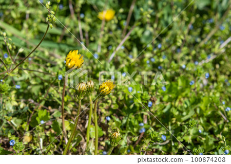 Dandelion buds about to open 100874208