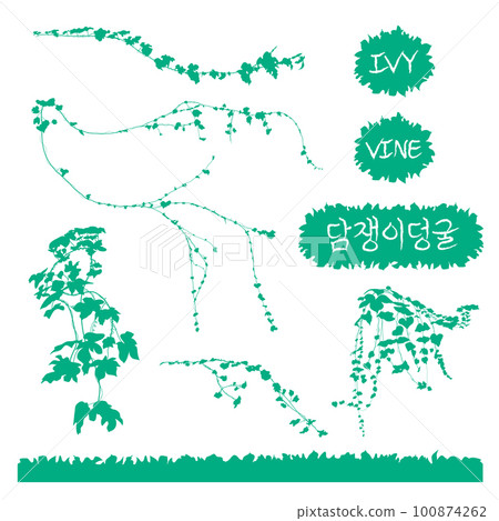 Vector, Monochromatic Illustration and Calligraphic Icon of Ivy 100874262