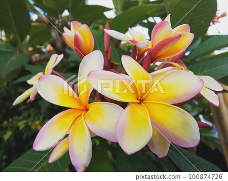 beautiful plumeria flower 100874726