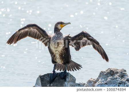 Great cormorant, Phalacrocorax carbo, sits on stone and dries its wings on the wind. 100874894