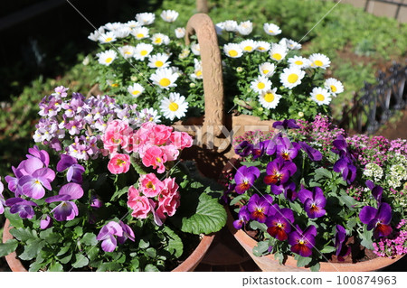 春季花壇群栽盆花 春季花壇群栽盆花 100874963