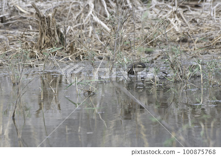 Sandpiper foraging near the water Sandpiper foraging near the water 100875768