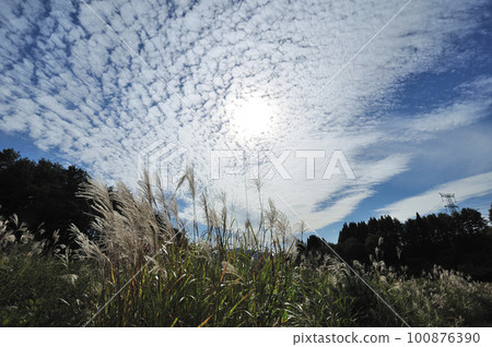 Autumn sky with scaly clouds and pampas grass forest 100876390