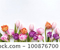 Tulip frame material 100876700