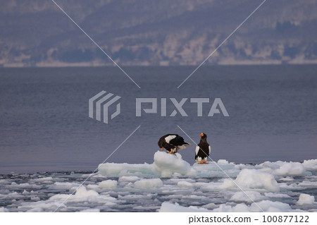 Steller's sea eagle perching on drift ice Steller's sea eagle perching on drift ice 100877122