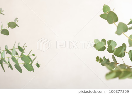 green eucalyptus branches and leaves with copy space fpr your design. scene template for product presentation 100877209