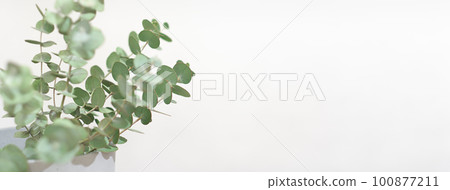 green eucalyptus branches and leaves with copy space fpr your design. scene template for product presentation, banner 100877211