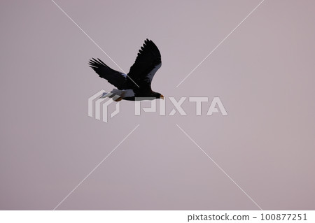 在日出天空中飛翔的虎頭海雕 100877251