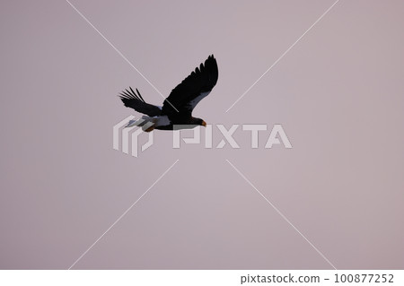 在日出天空中飛翔的虎頭海雕 100877252