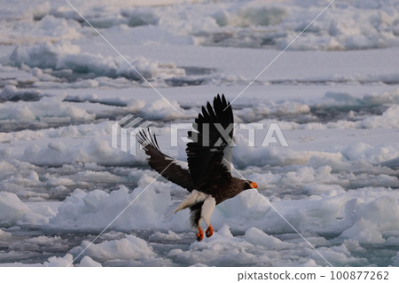 飛行在浮冰上的偉大的老鷹 100877262