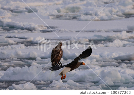 飛行在浮冰上的偉大的老鷹 100877263