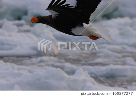 飛行在浮冰上的偉大的老鷹 100877277
