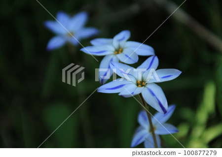 White leek flowers blooming in the spring garden White leek flowers blooming in the spring garden 100877279