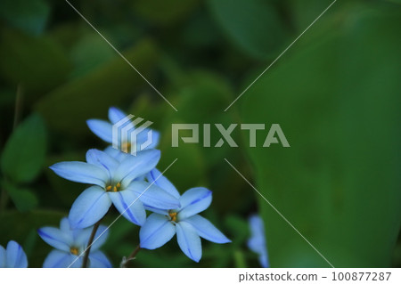 春天花園裡盛開的白韭菜花 春天花園裡盛開的白韭菜花 100877287