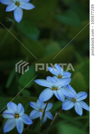 春天花園裡盛開的白韭菜花 春天花園裡盛開的白韭菜花 100877289