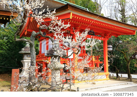Kitano Tenmangu Shrine: White plum blossoms in full bloom and Setsumatsusha Kitano Tenmangu Shrine: White plum blossoms in full bloom and Setsumatsusha 100877345