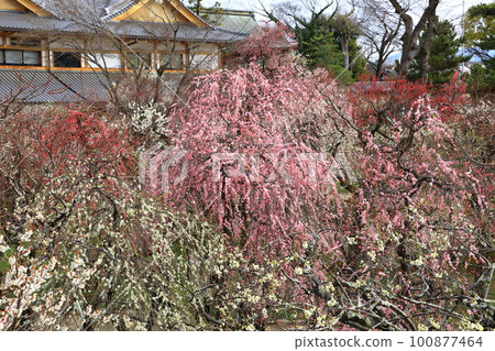 Kitano Tenmangu Shrine Plum Garden "Hana no Niwa" red and white plum blossoms in full bloom Kitano Tenmangu Shrine Plum Garden "Hana no Niwa" red and white plum blossoms in full bloom 100877464