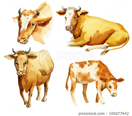 illustration of different cow with a calf, watercolor sketch of a cow and a calf, farm animal 100877642